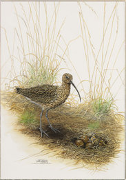 Image of Curlew, Eggs and Chick, Tregoss Moor, nr. Roche, Cornwall